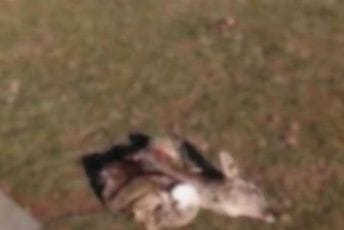 (Uznemirujuće) Nikšić: Raskomadana srna bačena u blizini centra grada