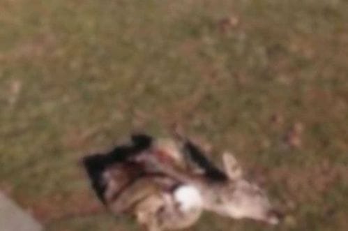 (Uznemirujuće) Nikšić: Raskomadana srna bačena u blizini centra grada