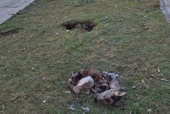 Jeziv prizor: Ostaci ubijene srne ostavljeni blizu nikšićke bolnice