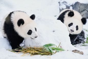 Pande blizanci vraćaju se u Kinu 27. januara