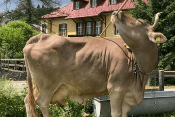 (VIDEO) Naučnici zadivljeni umijećem austrijske krave da se počeše metlom