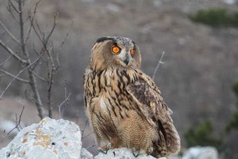 Donja Gorica: Zakonom zaštićena sova ušara teško ranjena, spasio je mještanin