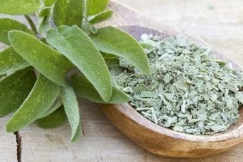 Žalfija: Biljka mudrosti, zdravlja i mediteranskog identiteta