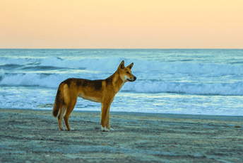 Australijski divlji psi izujedali turistkinju koja je umrla: Vlasti pribjegle eutanaziji, starosjedioci se protive