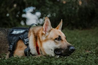 (FOTO) Policijski pas pronašao marihuanu kod Ulcinjanina