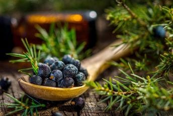 Kleka: Divlja biljka sa mirisom prirode i dušom džina