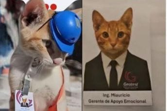 Mačak spašen sa ulice pa "zapošljen" u jendoj kompaniji: Dobio i uniformu i identifikacionu karticu