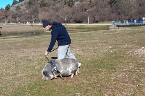 "Pitome je naravi": Nesvakidašnji kućni ljubimac na šetalištu pod Trebjesom