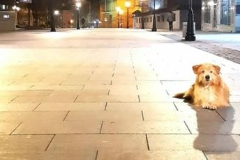 Uginuo pas koji je bio čuvar Pljevalja: "Centar grada pamti tvoje šapice"