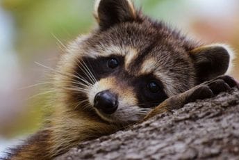 Rakun hiljade kilometara prešao skriven u automobilu: "Slijepog putnika" pronašli carinici