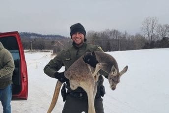 (FOTO) Odbjegli kengur blokirao saobraćaj: Intervenisala policija