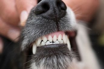 Albanija: Žena umrla nakon što je izujedao pas