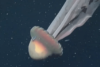 Ekspedicija u Argentini snimila rijetku džinovsku meduzu, može narasti do dužine školskog autobusa