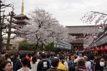 „Bacaju smeće, vrše nuždu, guraju djecu“: U Japanu otkazan Festival trešnjinog cvijeta zbog nepristojnih turista