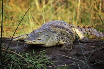 Afrika: Bježao od slonova, ubio ga krokodil