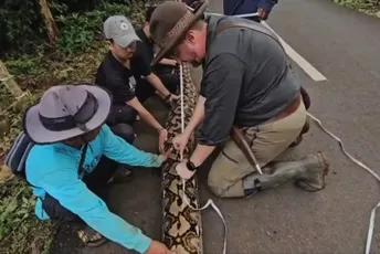 Potvrđeno proteklih dana: Ovo je najduža zmija izmjerena u divljini (VIDEO)