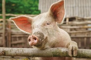 U našoj državi je sve više goveda i svinja