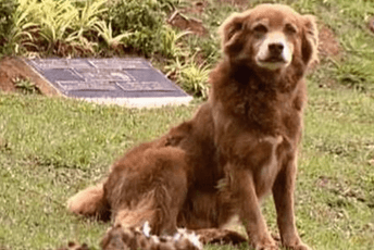 Ovaj pas je 10 godina živio pored groba vlasnice: Sada je po njemu nazvan državni zakon