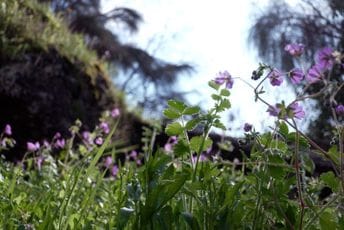 I danas pretežno sunčano, do 19 stepeni