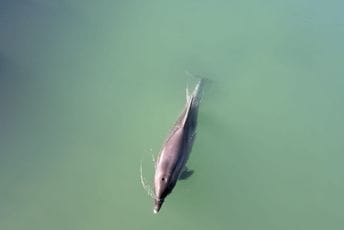 (VIDEO) Iz Jadrna u slatku vodu: Delfin snimljen u rijeci u Hrvatskoj