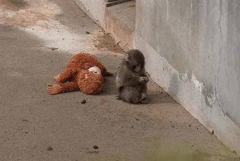 (VIDEO) Priča majmuna iz Japana raznježila internet: Ne razdvaja se od plišane igračke nakon što ga je majka odbacila