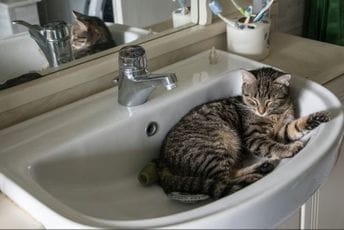 Bitno je da im je udobno: Evo zašto mačke vole da leže u umivaonicima