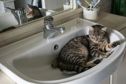 Bitno je da im je udobno: Evo zašto mačke vole da leže u umivaonicima