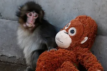 (VIDEO) Utjehu je pronašao u igrački: Stručnjaci utvrdili zašto je mama odbacila majmuna Panča (VIDEO) Utjehu je pronašao u igrački: Stručnjaci utvrdili zašto je mama odbacila majmuna Panča