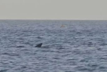 Morski pas u Jadranskom moru: Viđena druga najveća vrsta na svijetu