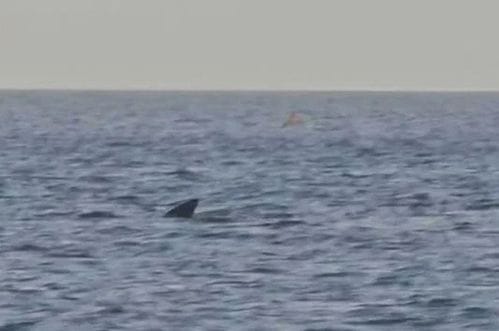 Morski pas u Jadranskom moru: Viđena druga najveća vrsta na svijetu