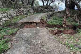 Kalamperović: Ako nadležnima nije stalo do ljudi, neka spasu barem viševjekovna stabla maslina