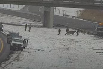 Krave napravile haos na auto-putu: Pobjegle iz prikolice za stoku, saobraćaj bio potpuno obustavljen