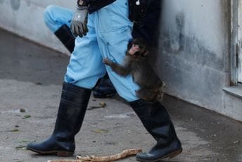 (VIDEO) Majmun Panč ponova osvaja srca: Ne odvaja se od čuvara zoološkog vrta