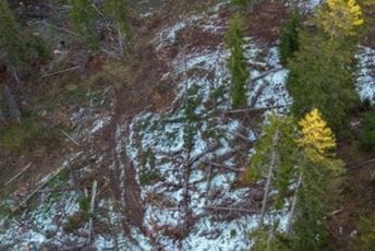 Nalozima za ogrijev opljačkani hektari šuma