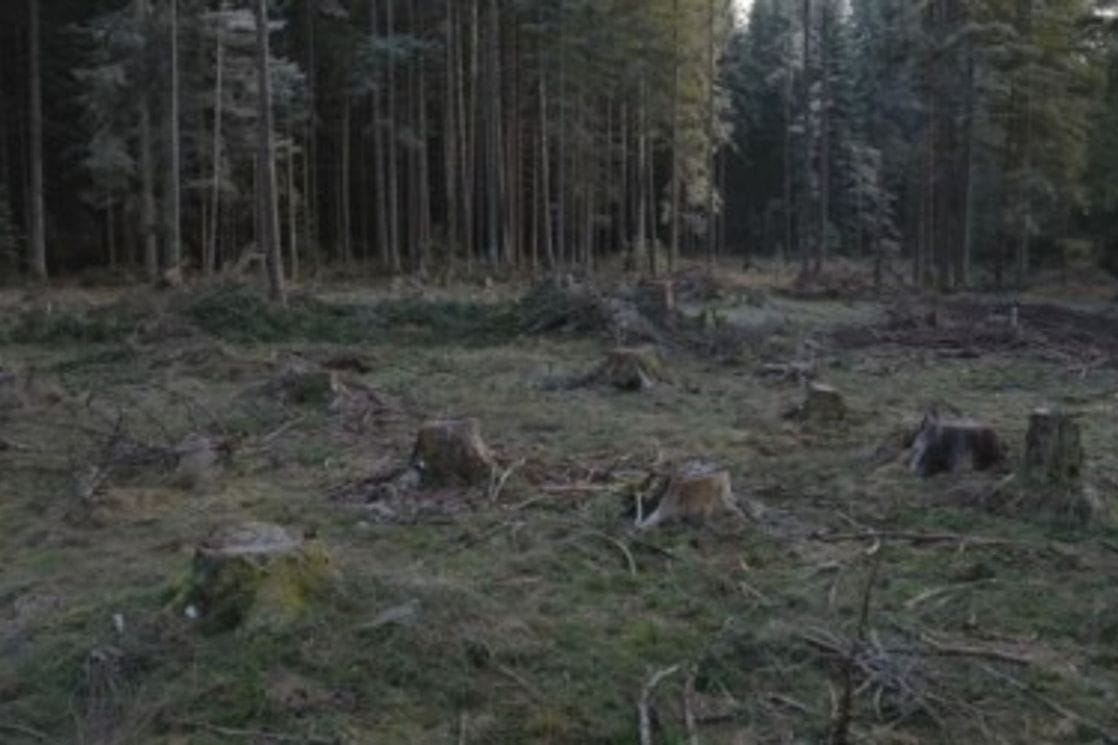 Krivična prijava protiv Rajkovića i još dvije osobe zbog bespravne sječe u Rožajama