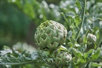 Gorka, a dragocjena: Zašto artičoka postaje superhrana Mediterana