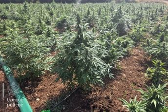 Krivične prijave protiv dvije osobe iz Zete zbog proizvodnje i prodaje opojnih droga