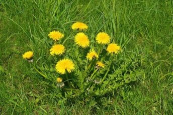 Žućenica: Divlja biljka Mediterana koja se u proljeće vraća na trpezu