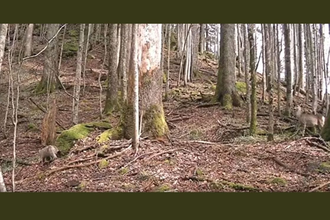 (VIDEO) Pogledajte snimak susreta dvilje mačke i srne u NP Biogradska gora