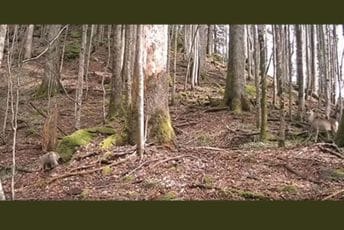 (VIDEO) Pogledajte snimak susreta dvilje mačke i srne u NP Biogradska gora