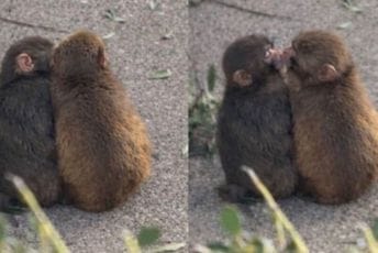 (VIDEO) Majmun Panč našao djevojku