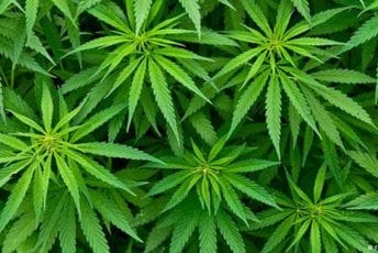 Albanija: "Kuća trave" pripadala direktoru zatvora, policija traga za njim