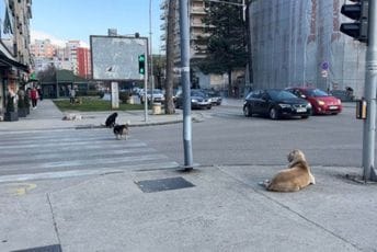 Nikšić: Odštete od ujeda pasa nagrizaju opštinski budžet