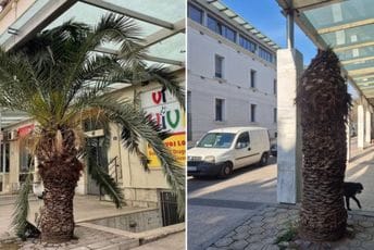 "Zarobljena" palma ispod nadstrešnice u centru Podgorice biće uklonjena: Uprkos naporima ne može biti spašena "Zarobljena" palma ispod nadstrešnice u centru Podgorice biće uklonjena: Uprkos naporima ne može biti spašena