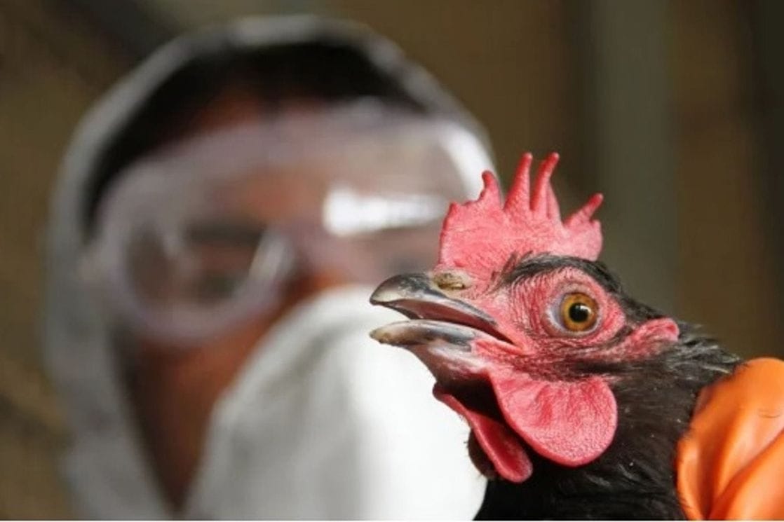 Prvi slučaj u Evropi: U Italiji registrovan ptičji grip kod čovjeka