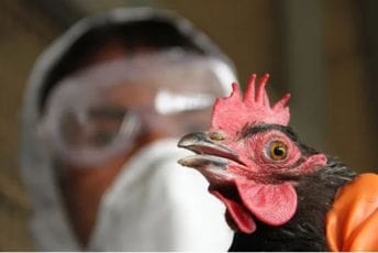 Prvi slučaj u Evropi: U Italiji registrovan ptičji grip kod čovjeka