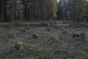 Crnogorske šume – magacin bez ključa i katanca