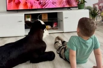 (FOTO/VIDEO) Neobična priča iz Rožaja: Tele postalo kućni ljubimac devetočlane porodice Garović