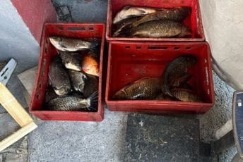 Golubovici: Procesuirana jedna ososba zbog nelegalne prodaje jezerske ribe