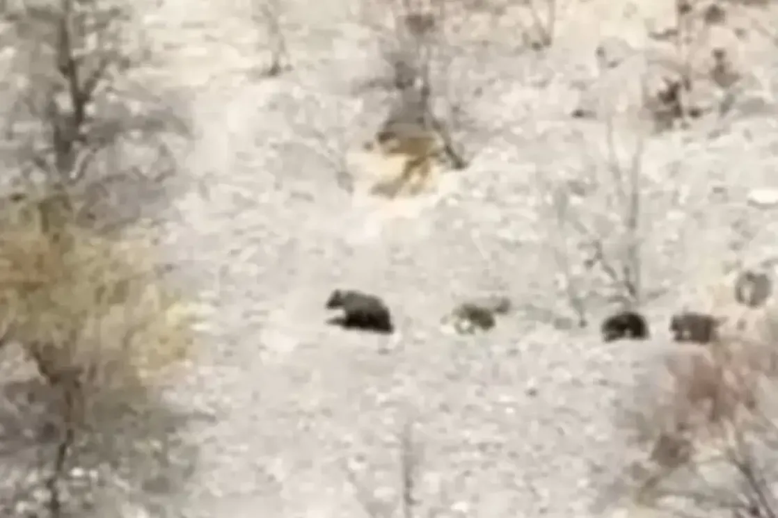 Šavnik: Mečka sa mladunčadima danonoćno je po selu